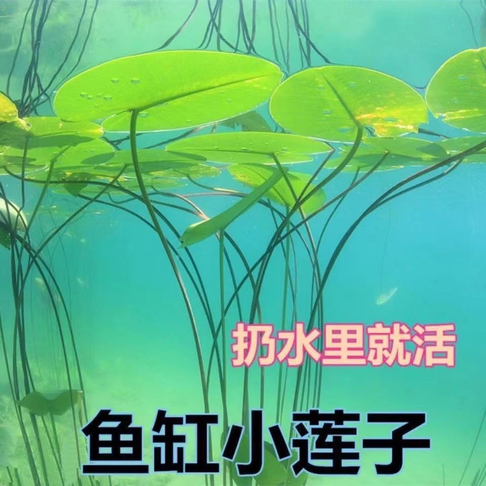 【四季种植】碗莲水培花卉水养已开口水培植物睡莲荷花水今年新品