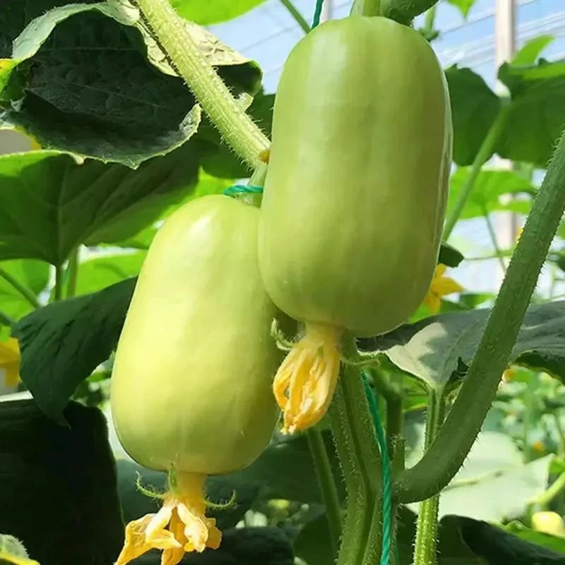 玉女水果黄瓜种子生吃脆甜无渣小黄瓜籽四季盆栽阳台蔬菜种子