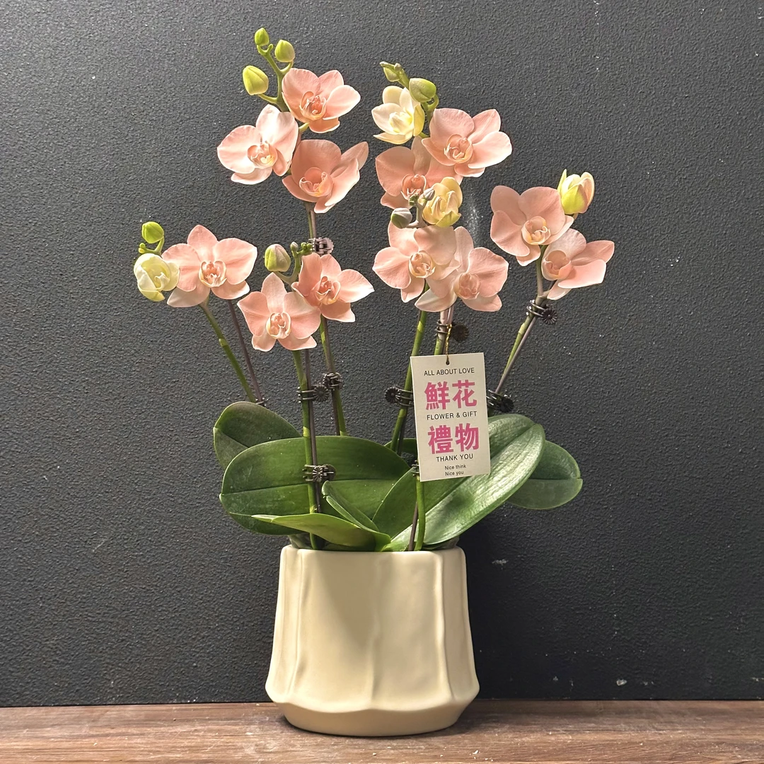 蝴蝶兰《火烈鸟》创意吸色蝴蝶兰好养 绿色美观 花色娇艳 室内花型