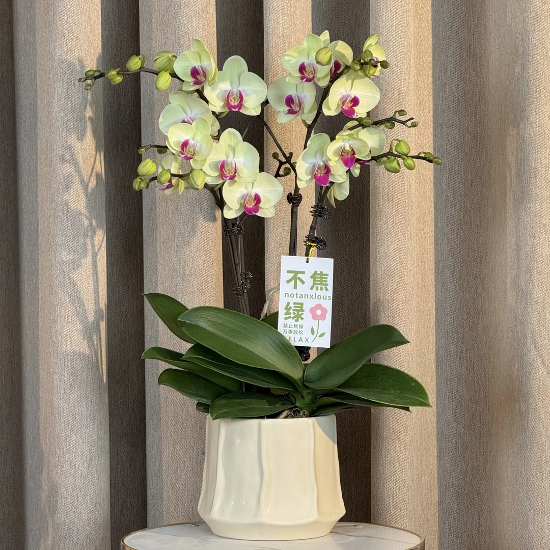 蝴蝶兰《青梅》好养耐养 绿色美观 花色娇艳 叶片碧绿 室内花型