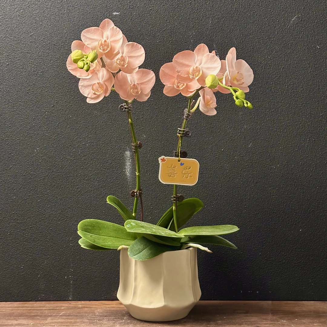 蝴蝶兰《火烈鸟》创意喷色蝴蝶兰好养 绿色美观 花色娇艳 室内花型