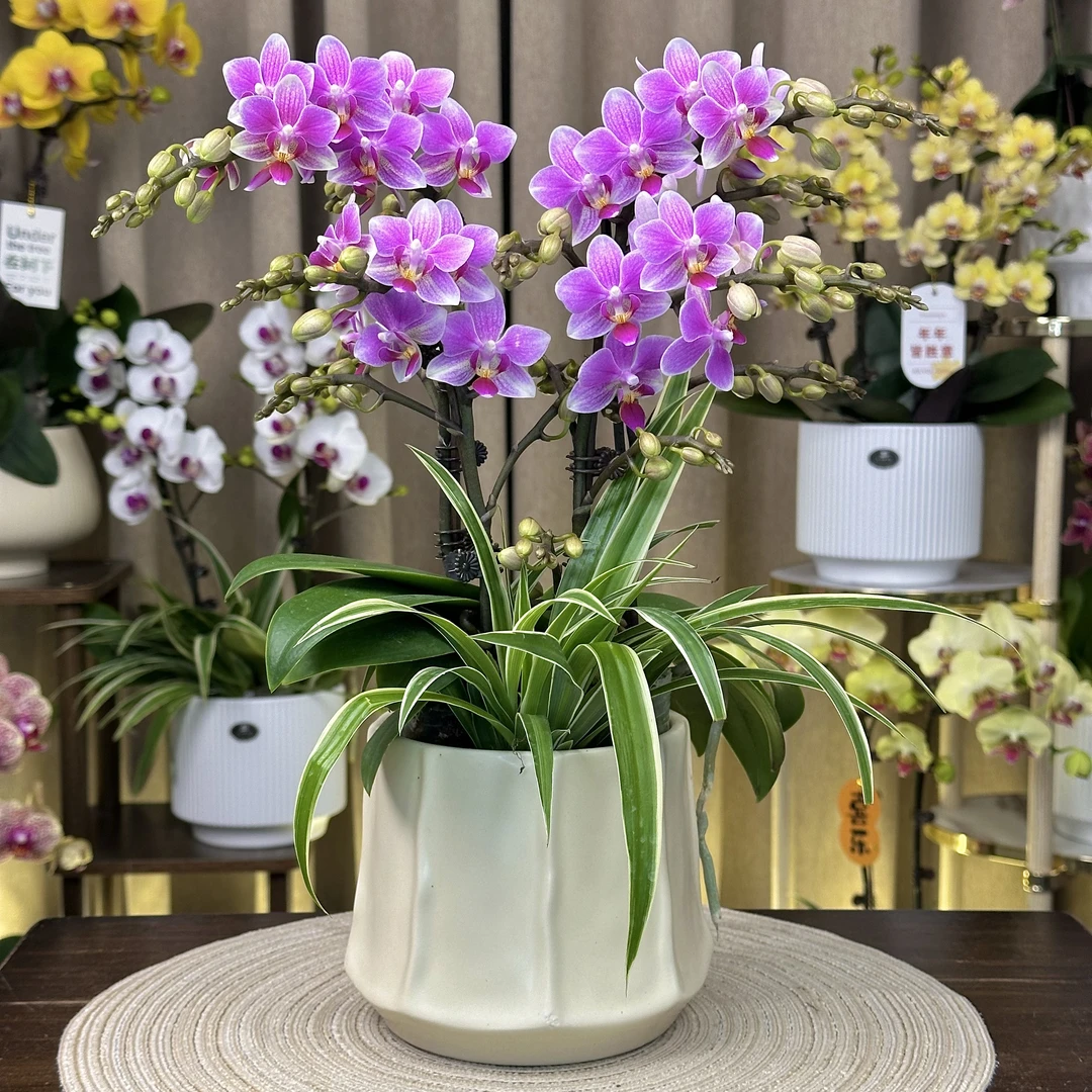 蝴蝶兰《香格里拉》艺术组盆 绿色美观花色娇艳好养耐养室内花卉