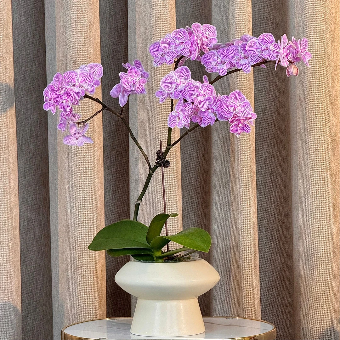 蝴蝶兰《樱花》4年老苗好养耐养装饰空间绿色美观色娇艳基地直发