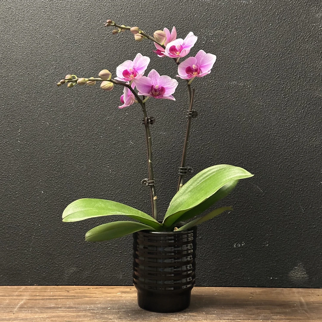蝴蝶兰《超级宝贝》5年老苗新手可养好养耐养艺术叶片碧绿室内花型