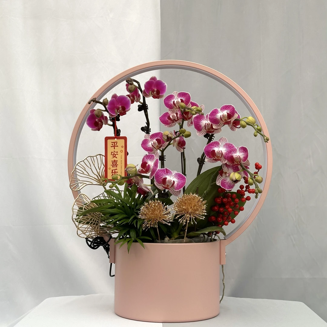 蝴蝶兰《龙年限定-圆灯BF1》带灯光 艺术组盆 花色娇艳 室内花型