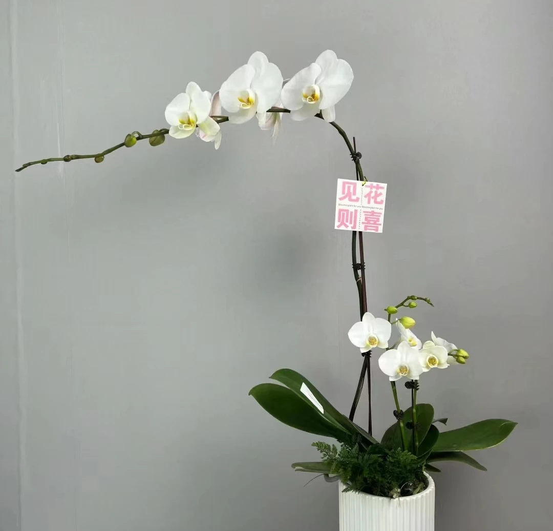 国亮精选蝴蝶兰《大白V3》大花 老苗优质苗情绿色美观 花色娇艳好养