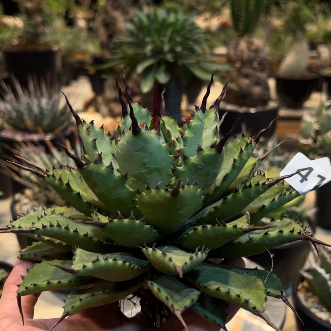 【闪购商品】阿*兔411曲刺芭蕾龙舌兰植物脱土20厘米