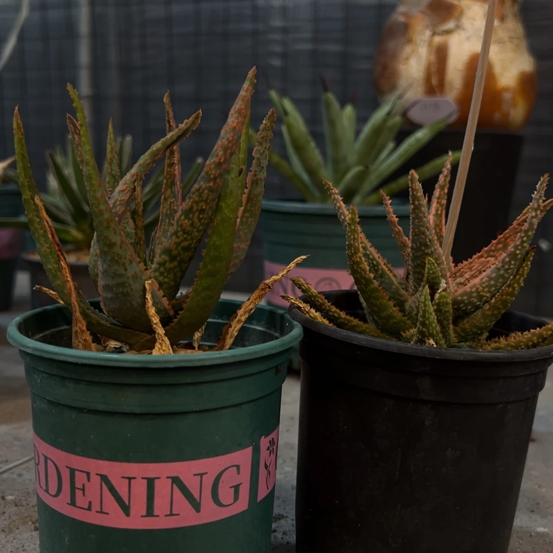 思*沈芦荟两个脱土发货