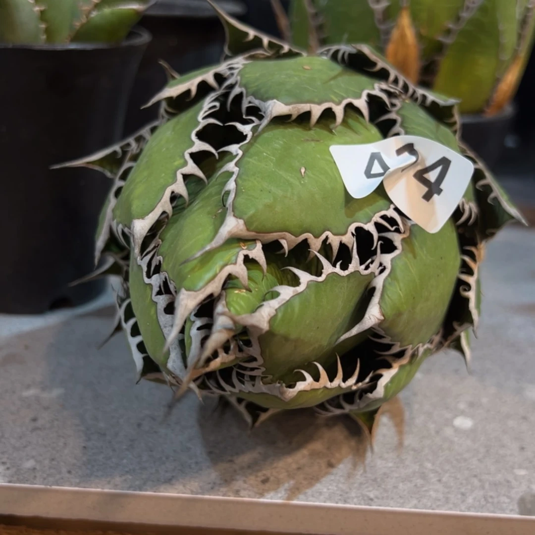 【闪购商品】阿*兔414霍利达龙舌兰植物脱土发货