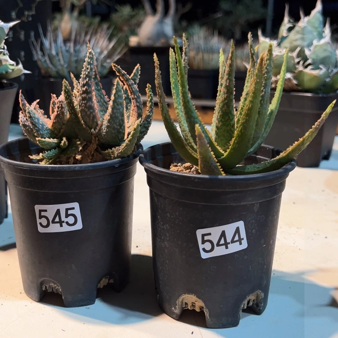 滨*544-545芦荟龙舌兰植物脱土发货