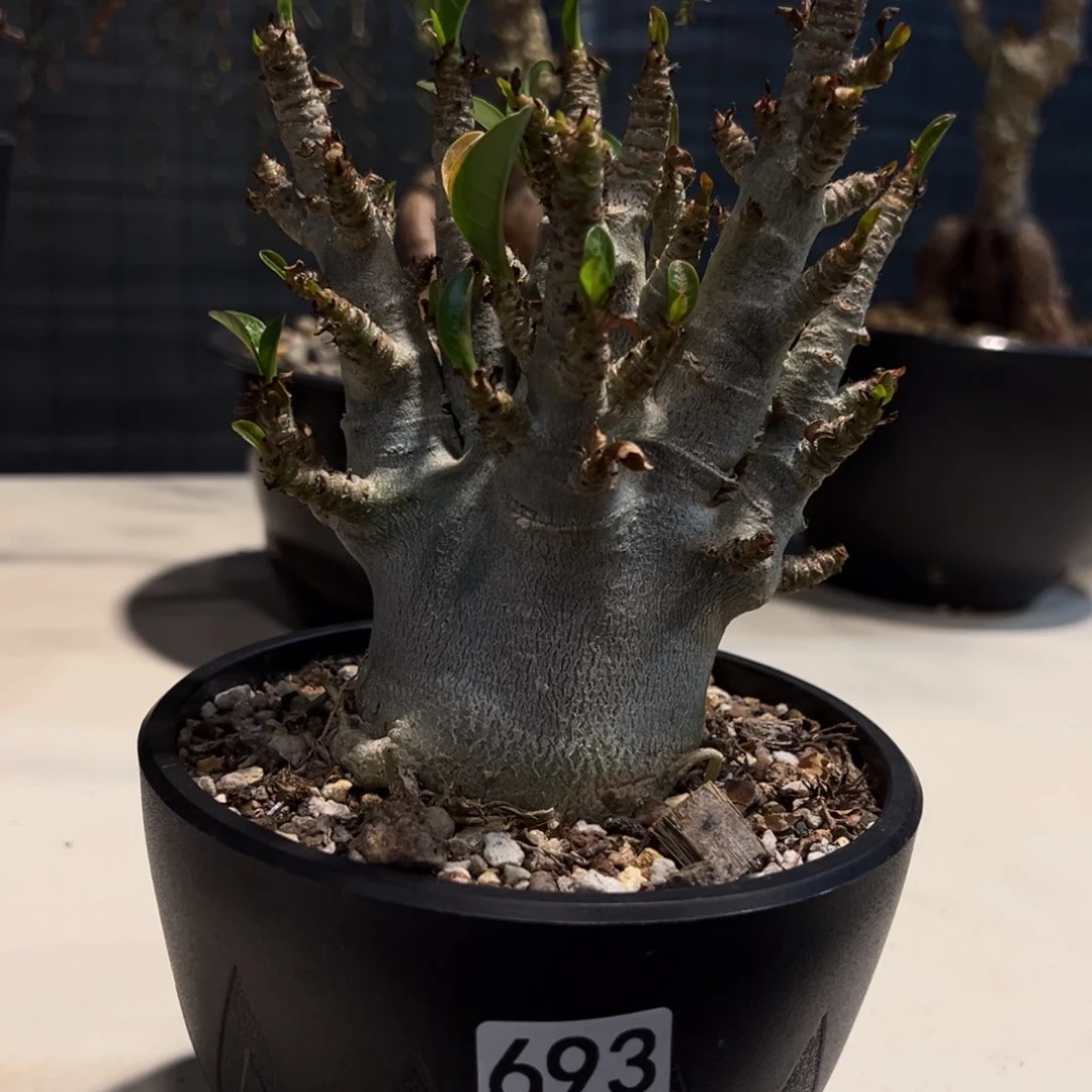 H***N693哥斯拉沙漠玫瑰脱土发货