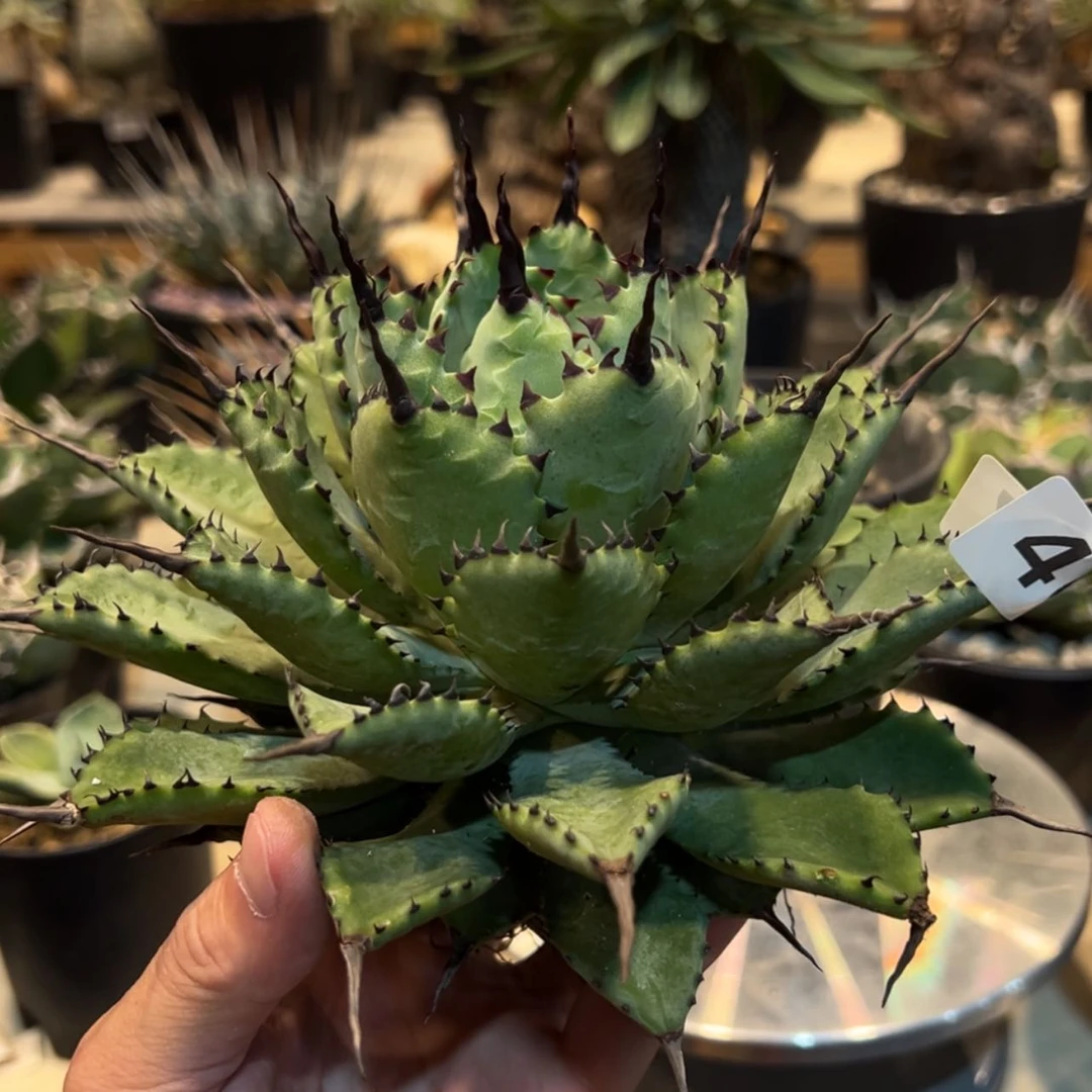 【闪购商品】拾*407号曲刺芭蕾龙舌兰植物脱土发货20