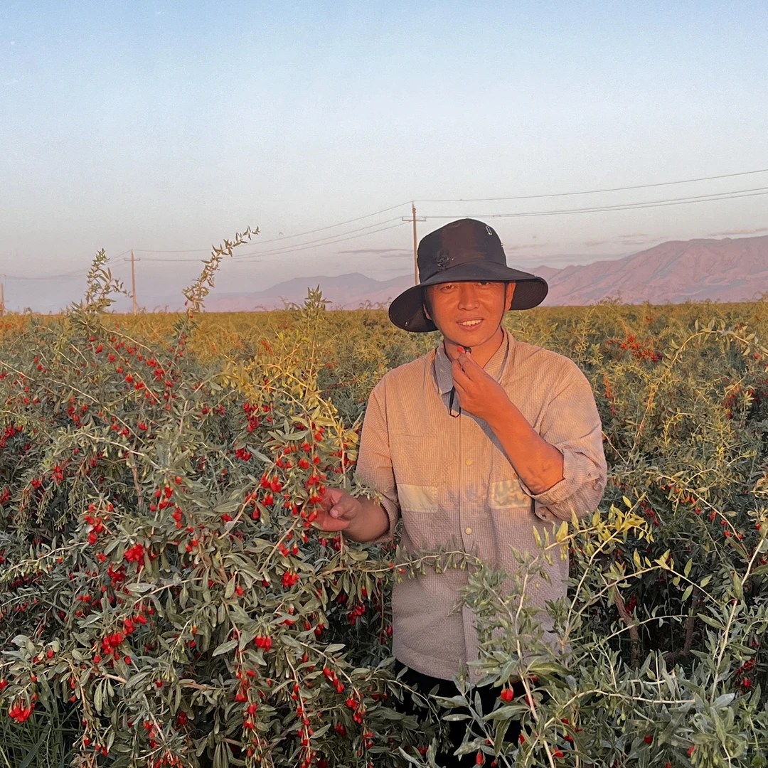 青海有机枸杞 特优级青藏贡果 2024年新货无任何添加