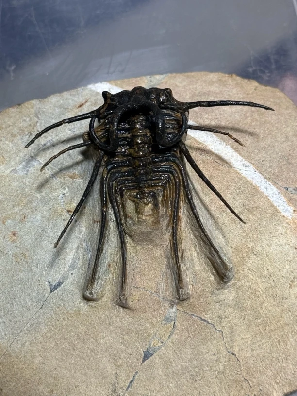 恶魔双角三叶虫创意礼品摆件 5.3x6厘米