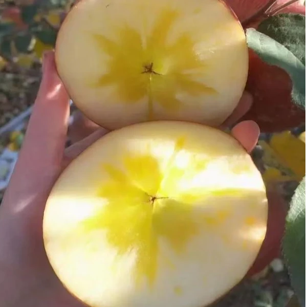 【特大果】昭通高原冰糖心苹果，现摘现发货