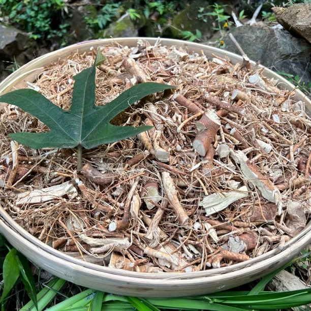 野货 切段五指毛桃根 煲汤煮水泡酒好材料