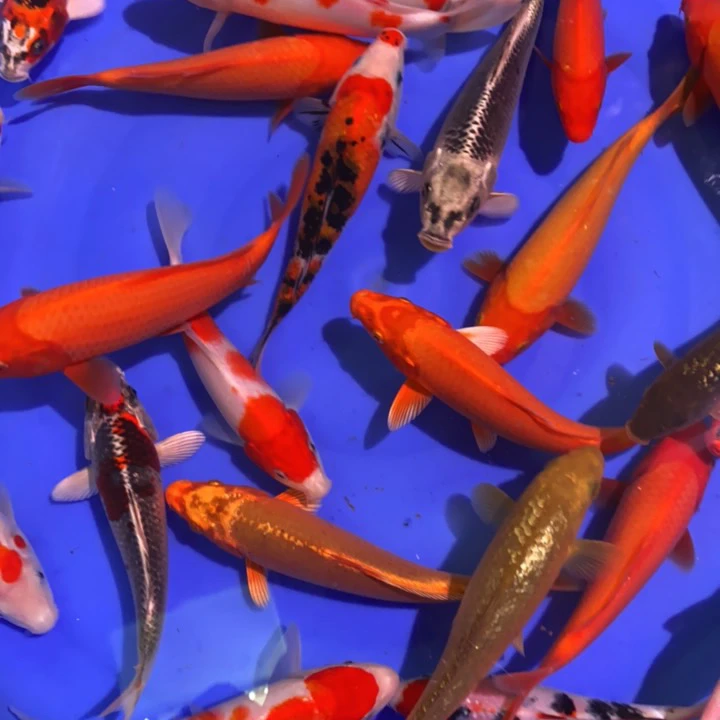 血统锦鲤：二十至二十五六的鱼场直销