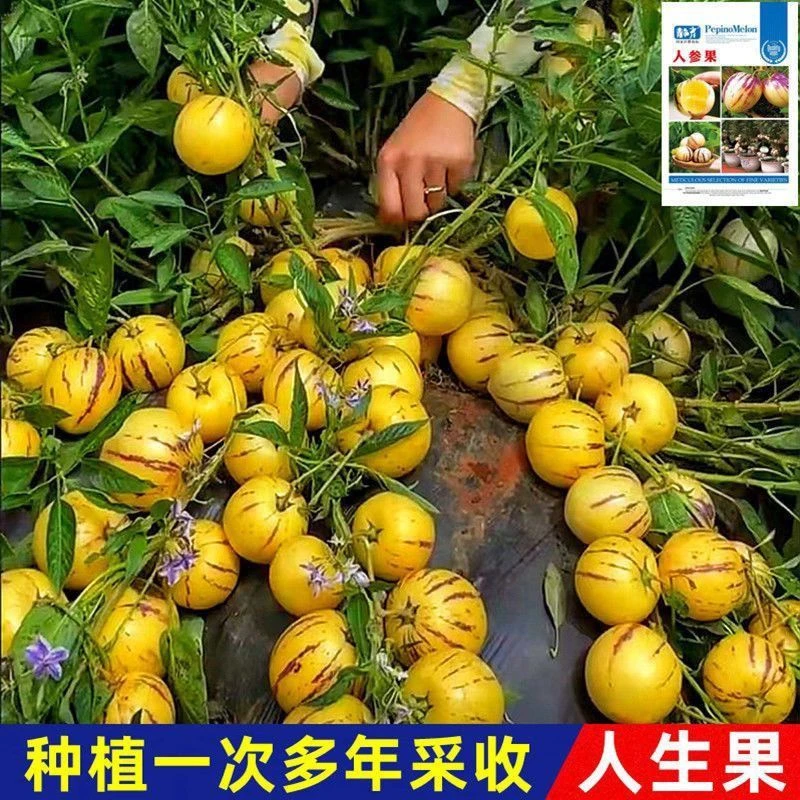 黄心高产人参果盆栽南瓜菜多汁特大荠菜甜杆荠菜种子香菜种子耐寒