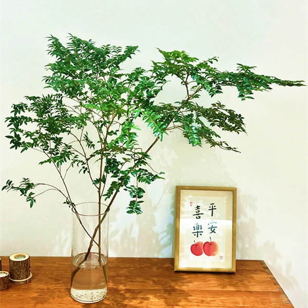 美男树水培鲜切枝室内卧室客厅光照摆放马醉木绿植易养护吊钟养护