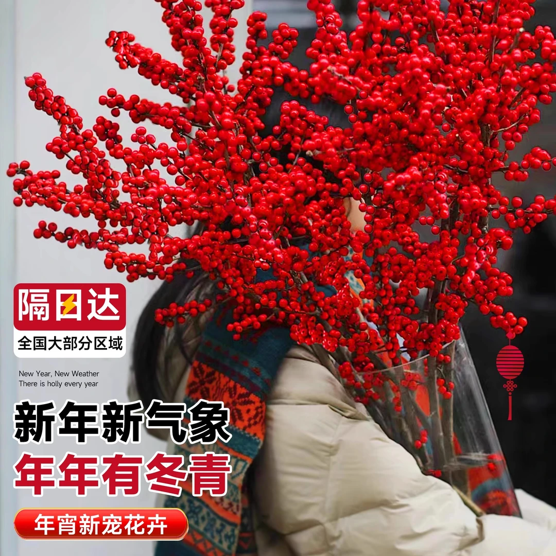 北美冬青红果水培鲜花新年盆栽室内鲜切真花鲜枝年宵花卉银柳水养