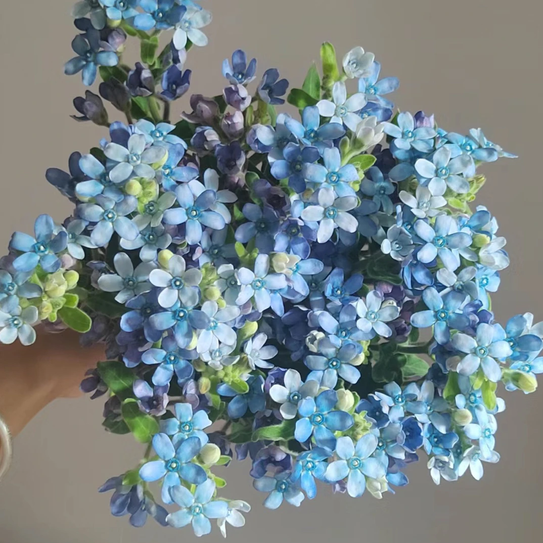 【任意4单包顺丰】蓝星花1扎 花期长