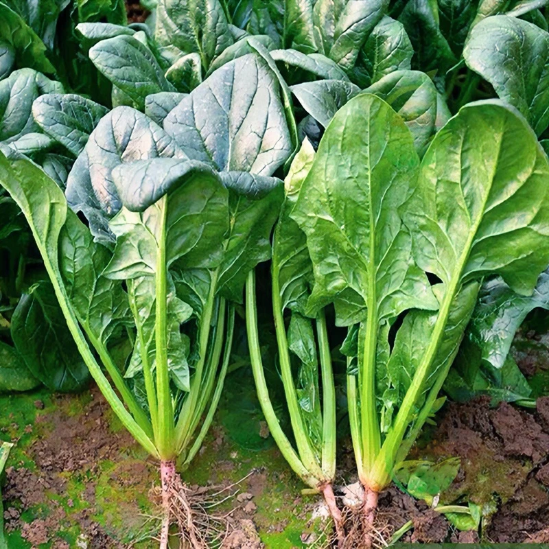 四季大叶菠菜种子菠菜籽种地爬菠菜种孑耐寒蔬菜耐热秋播盆栽农家