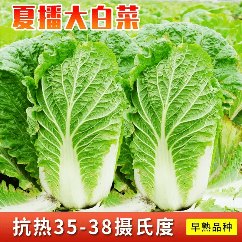 夏阳大白菜种子早熟耐热夏季白菜种子四季农家庭院蔬菜种