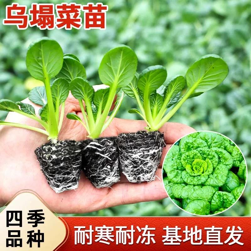 黄心乌塌菜苗秧苗乌秧苗秋冬耐寒黑心乌塌菜种子白菜苗蔬菜苗盆栽