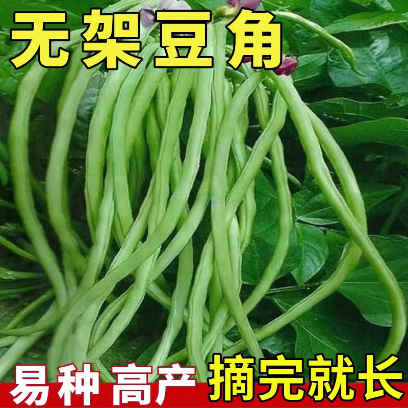 无架豆种子矮生长豆角四季豆种籽豇豆蔬菜孑菜豆孑盆栽不搭架豆种