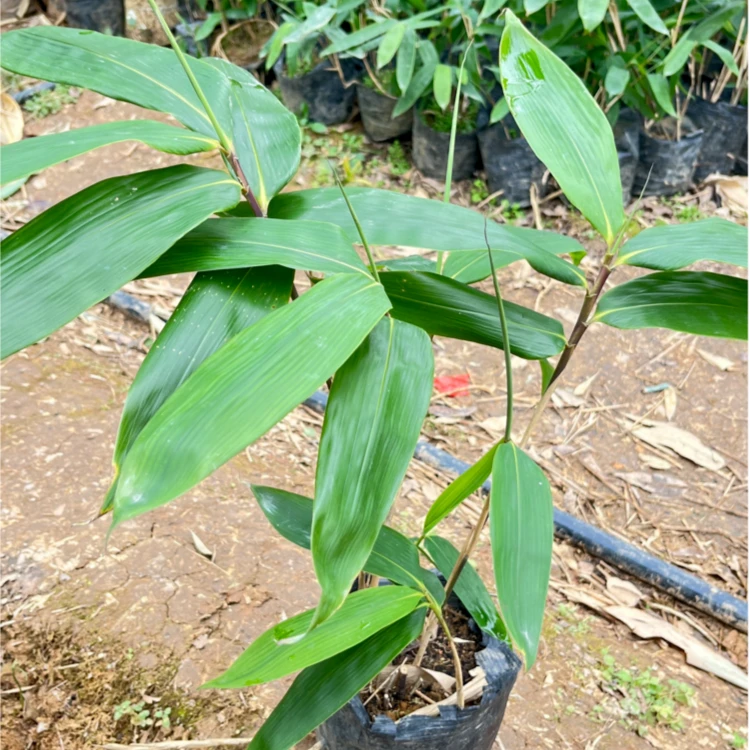 粽叶苗杯苗大号粽粑叶湖北粽叶哥四季可种包粽子林下庭院盆栽苗