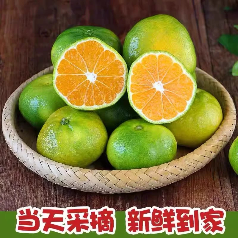 橘子直供优质宜昌蜜桔成熟品质当季酸甜青皮桔子柑子新鲜皮薄多汁