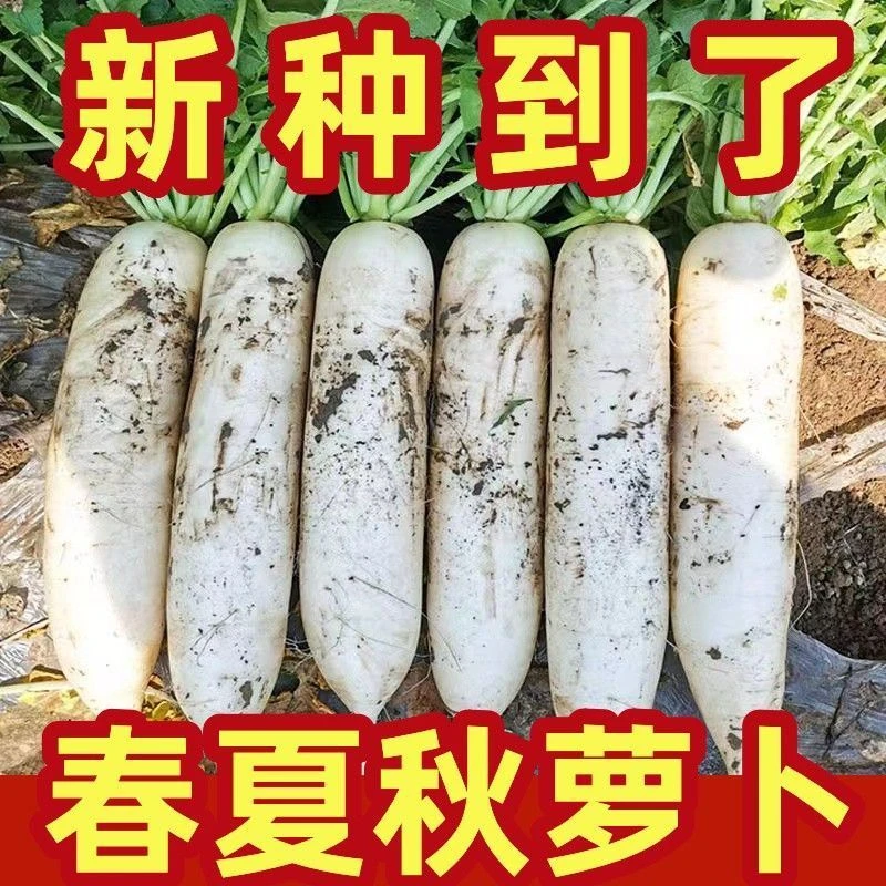 今年新种】夏季萝卜种子耐高温四季萝卜种子白萝卜早熟高产菜种子