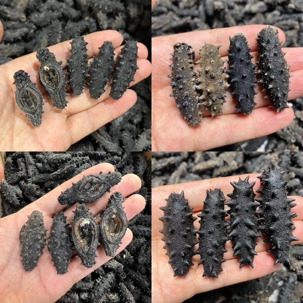 【三合一 任选】大连多岛深海海参16-20倍泡发纯淡干无盐海参