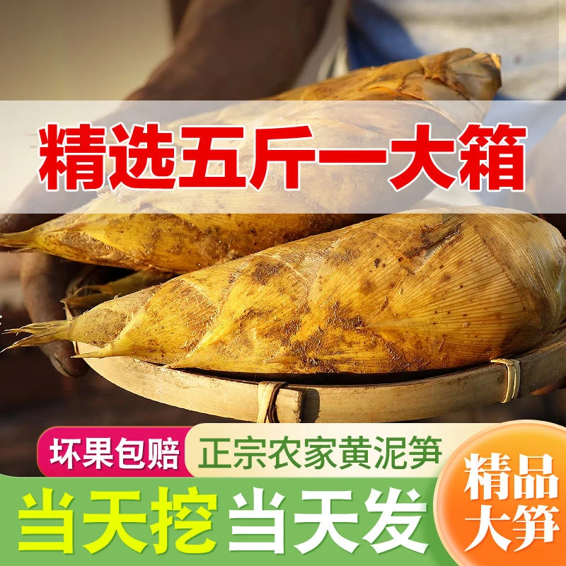 当季冬笋新鲜黄泥笋福建建瓯高山毛竹笋新鲜农产品蔬菜包邮