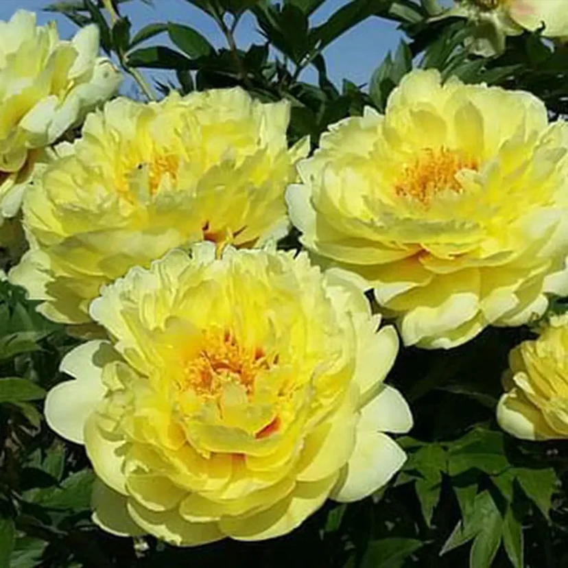 【巴茨拉芍药】黄色系盆栽芍药原盆原土春季开花带盆发货