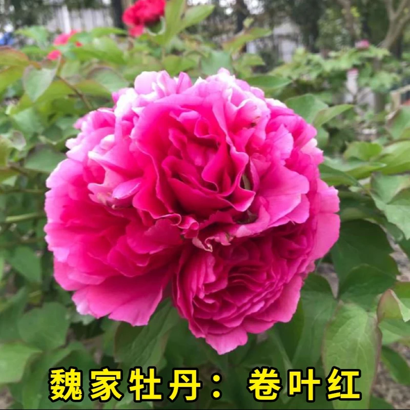 【卷叶红牡丹】红色系观赏牡丹花苗庭院阳台耐寒 裸根苗