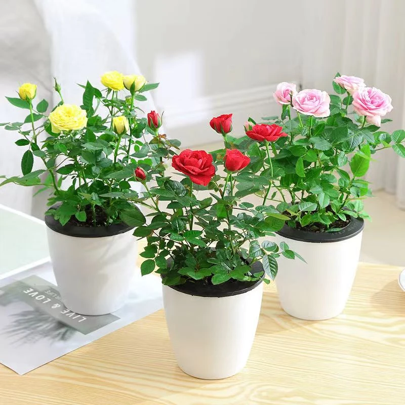【带花苞发货】迷你玫瑰花苗四季开花好养室内花卉微型小玫瑰月季