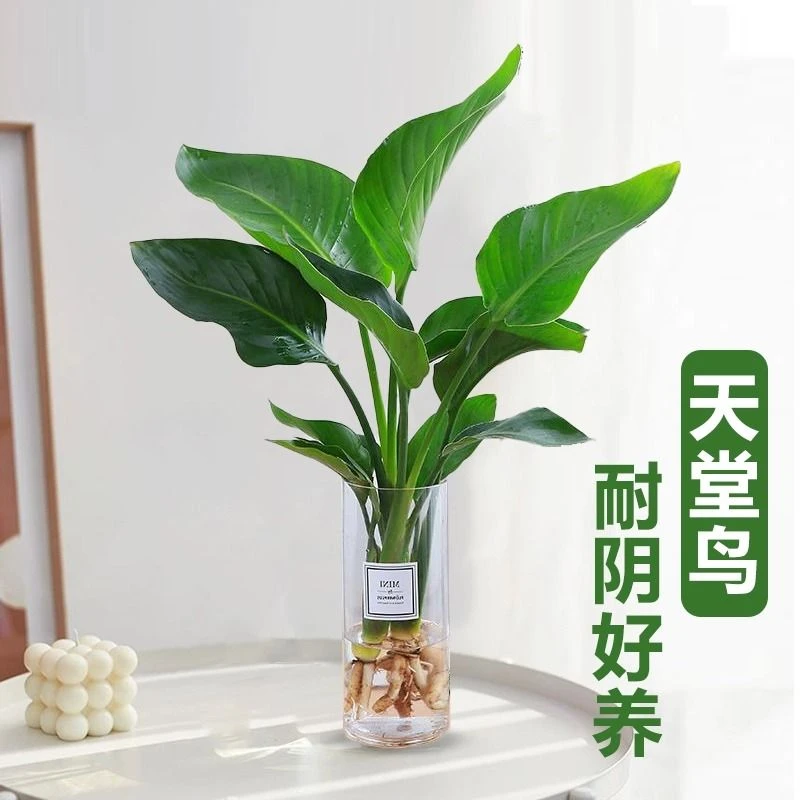天堂鸟室内客厅基地原盆原土发货四季长青观叶绿植·植物净化器