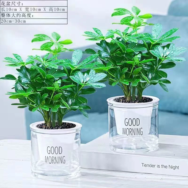 七叶莲盆栽鸭脚木四季好养室内办公室桌面盆栽绿植花卉净化空气美