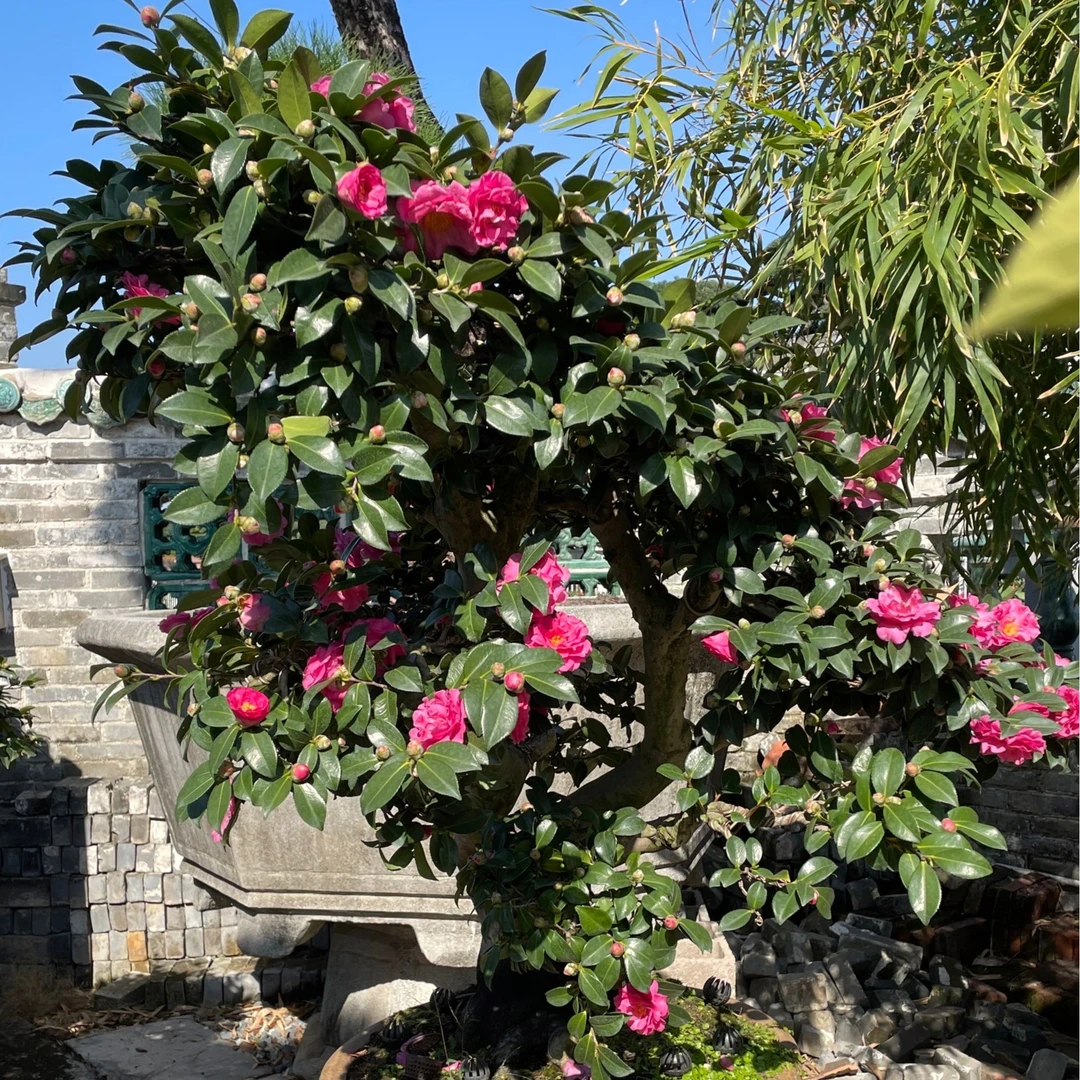 精品老桩茶梅盆景