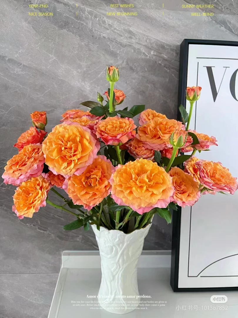 【火灵鸟】玫瑰【收到花一定要醒花,不会的请联系客服】