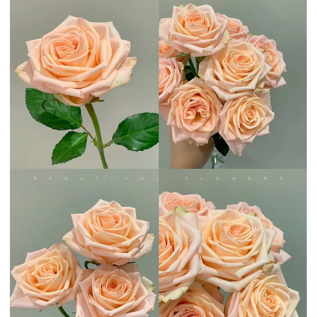 云南鲜花基地直发【柏拉图】玫瑰【同一地址2单及以上送配草1把】