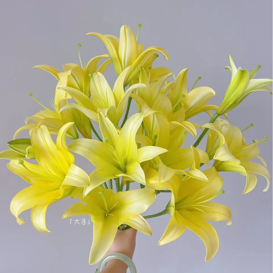 皇帝百合（收到花一定要醒花，不会的请联系客服）