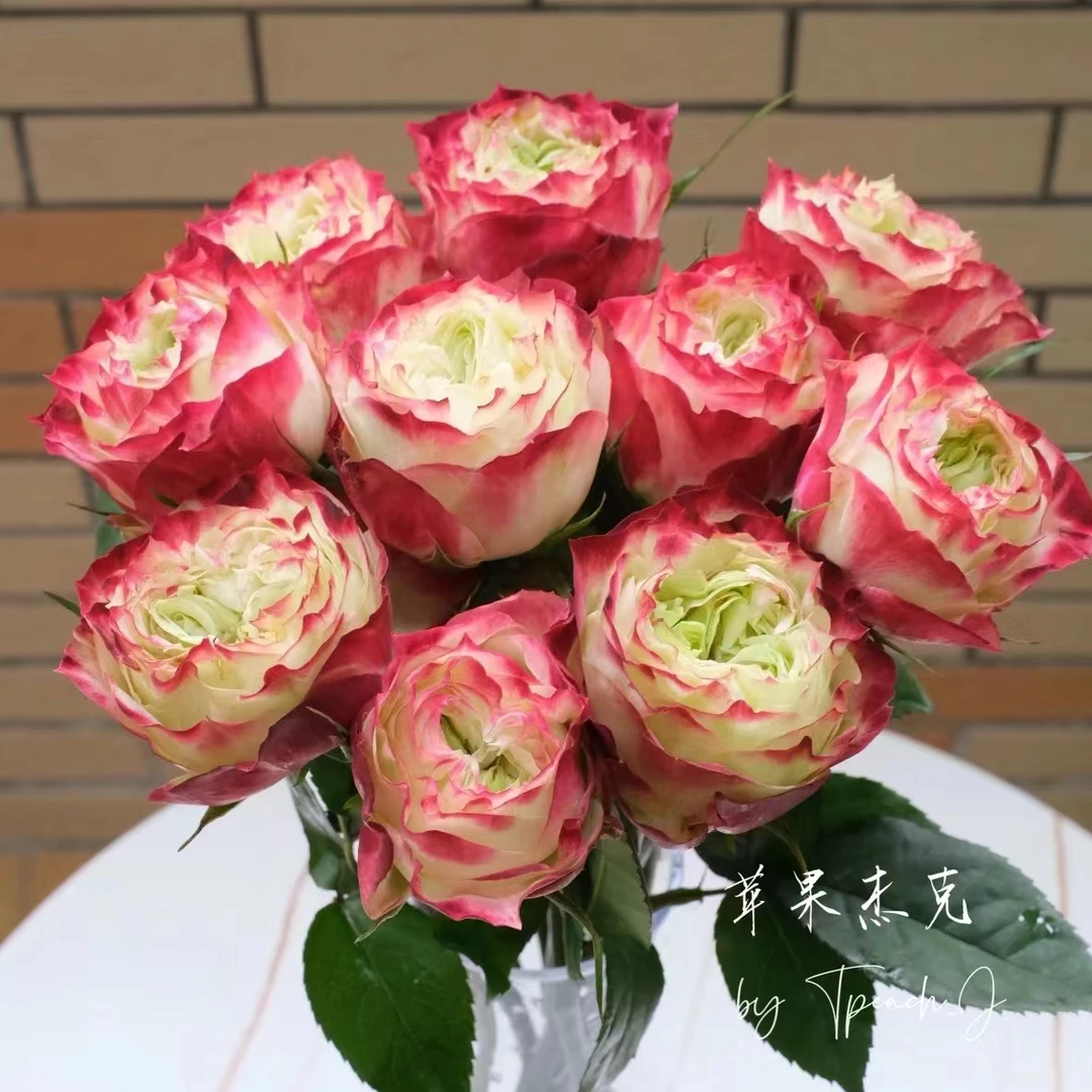 苹果杰克玫瑰【收到花一定要醒花,不会的请联系客服】