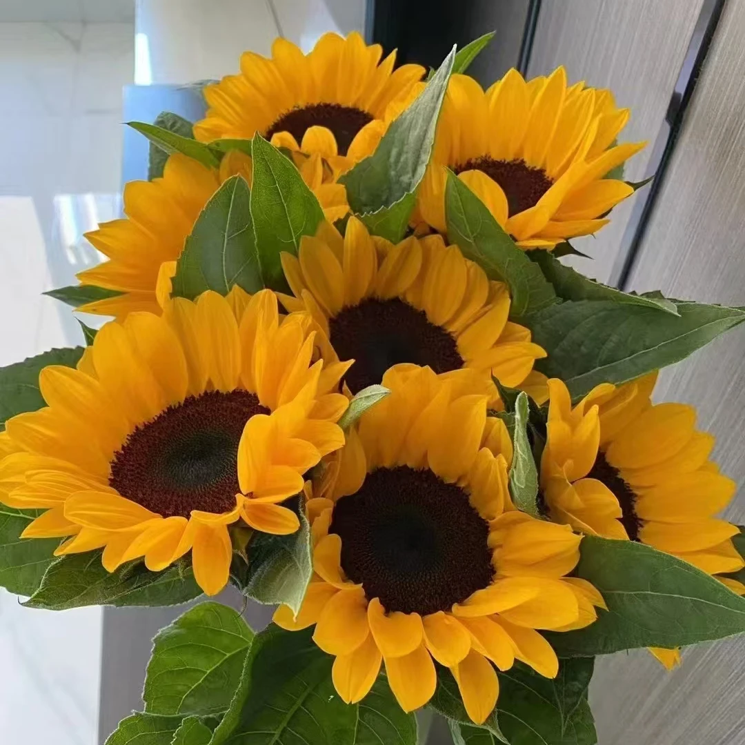 黑心向日葵【收到花一定要醒花，不会的请联系客服】