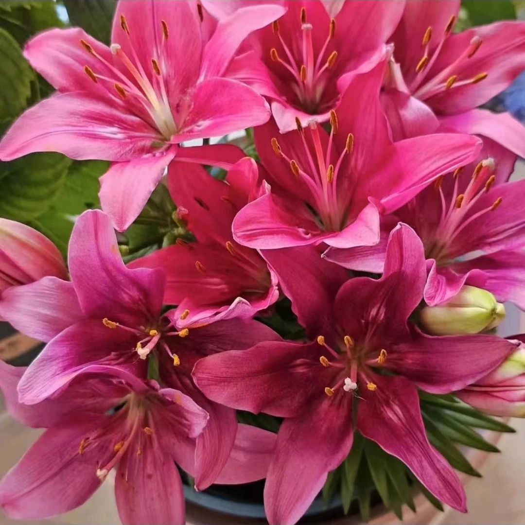 【时尚达科塔】12/14进口亚百合种