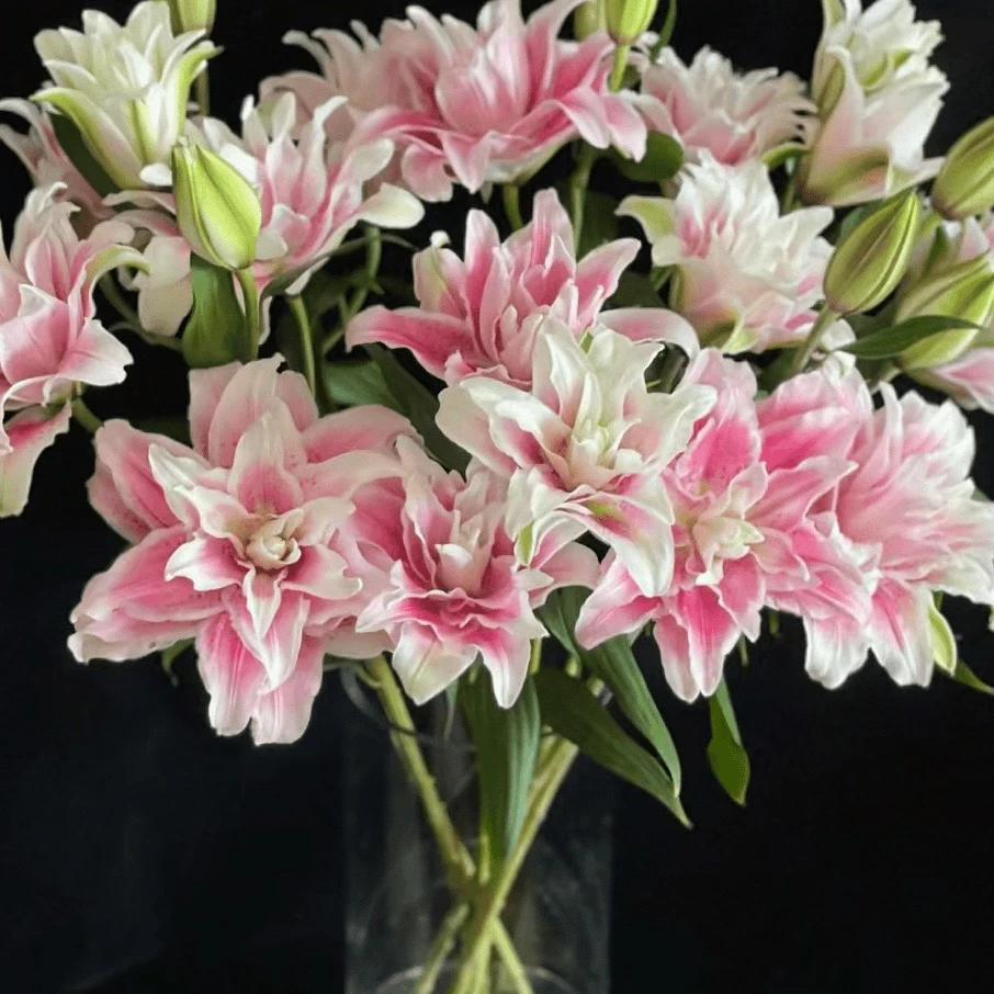 进口百合花种球《伊莎贝拉周长18/20cm》1颗重瓣有香味多年生