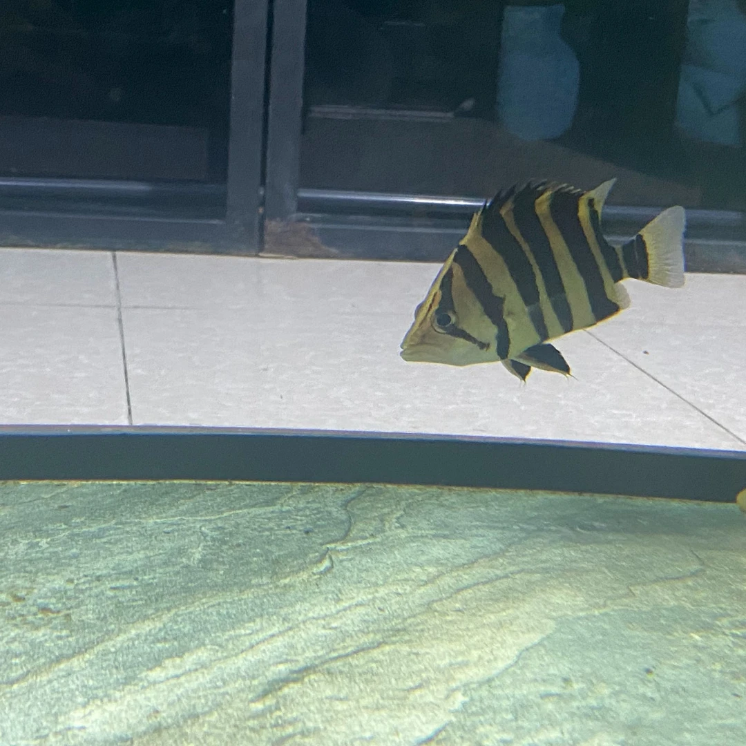 苏们达腊虎 四纹苏虎70一公分 热带观赏鱼精品虎鱼