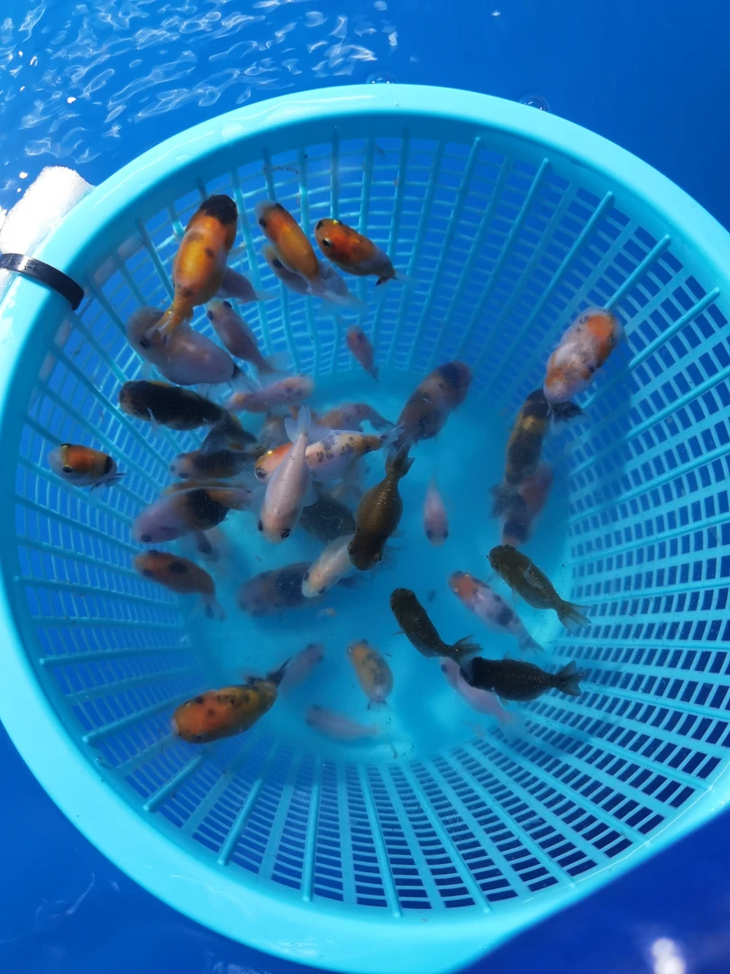 福利兰寿苗2-4公分 5-10条 不包活