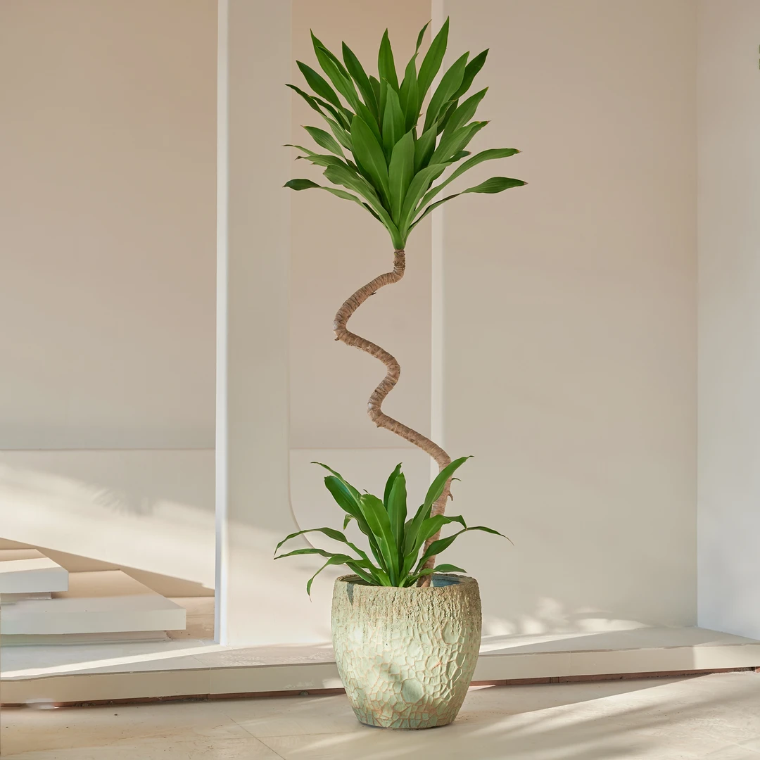 音乐喷泉荷花铁美人铁四季常青造型绿植室内盆栽耐阴植物前台美观